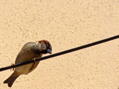 Cable sparrow lookout bird