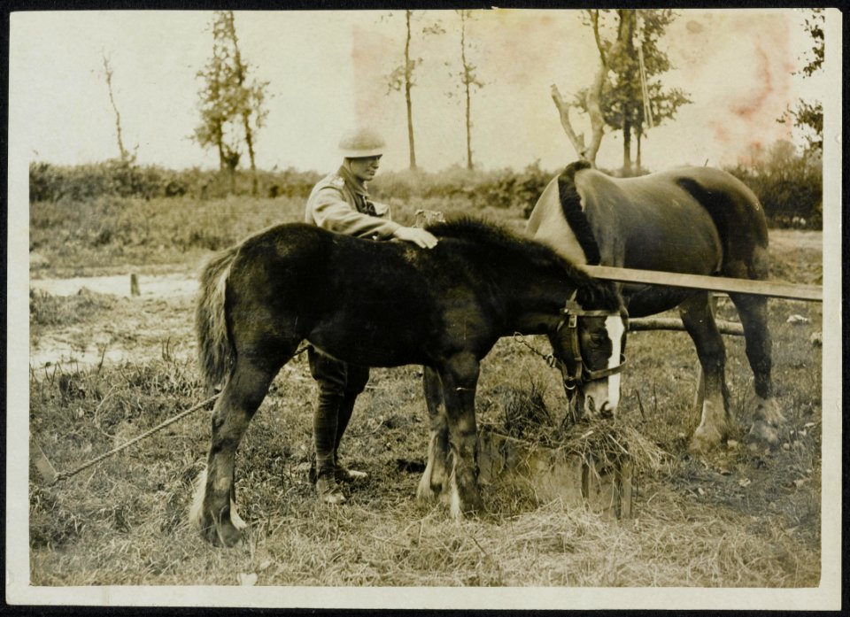 Sandbag, a battlefield colt in safekeeping. The picture was taken within 300 y, Bestanddeelnr 158-1452