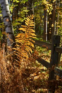 Autumn flora nature