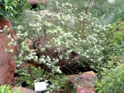 Sannantha leratii - Palmengarten Frankfurt - DSC01714