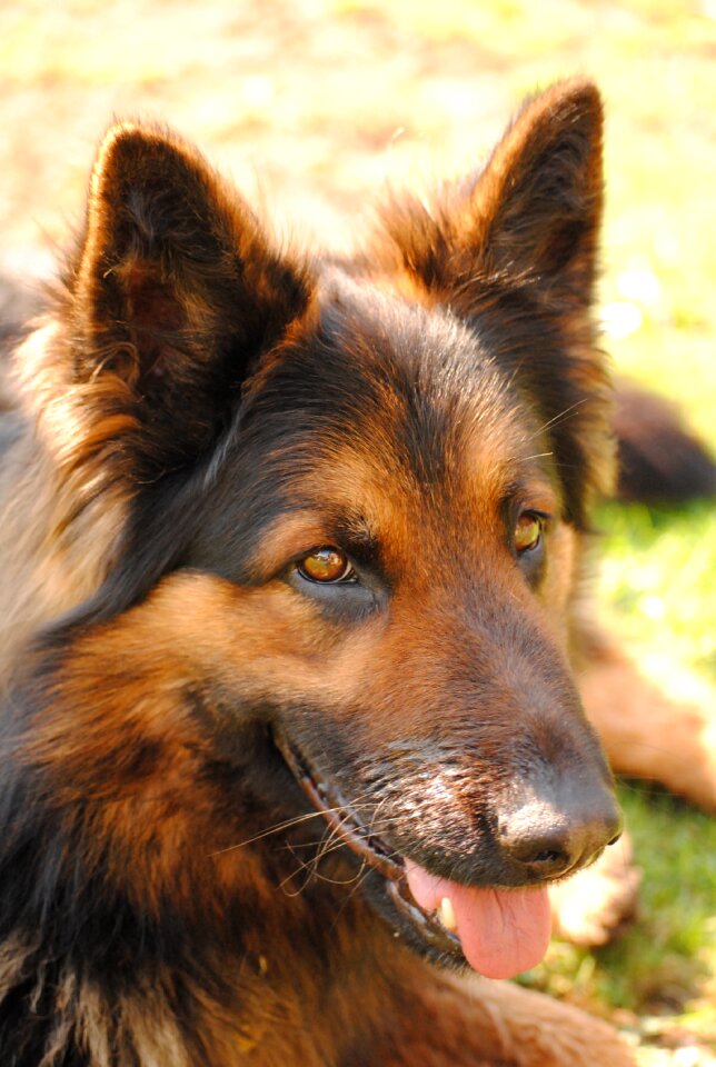 Home dog head animal