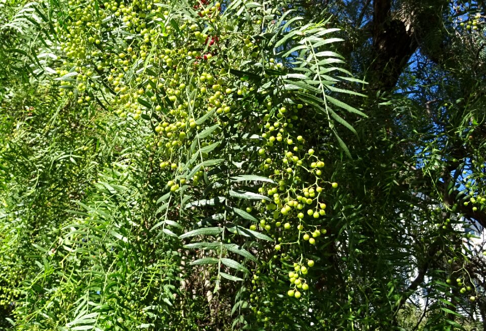 Peruvian peppertree escobilla false pepper