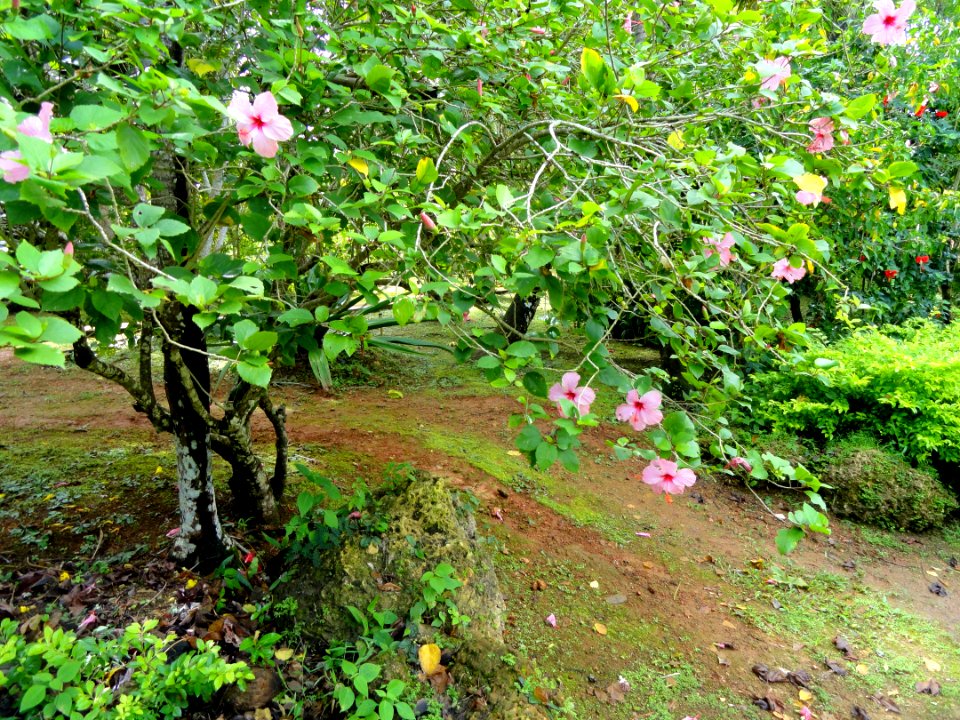 Sankyo Garden - DSC01207