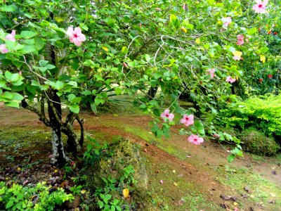 Sankyo Garden - DSC01207