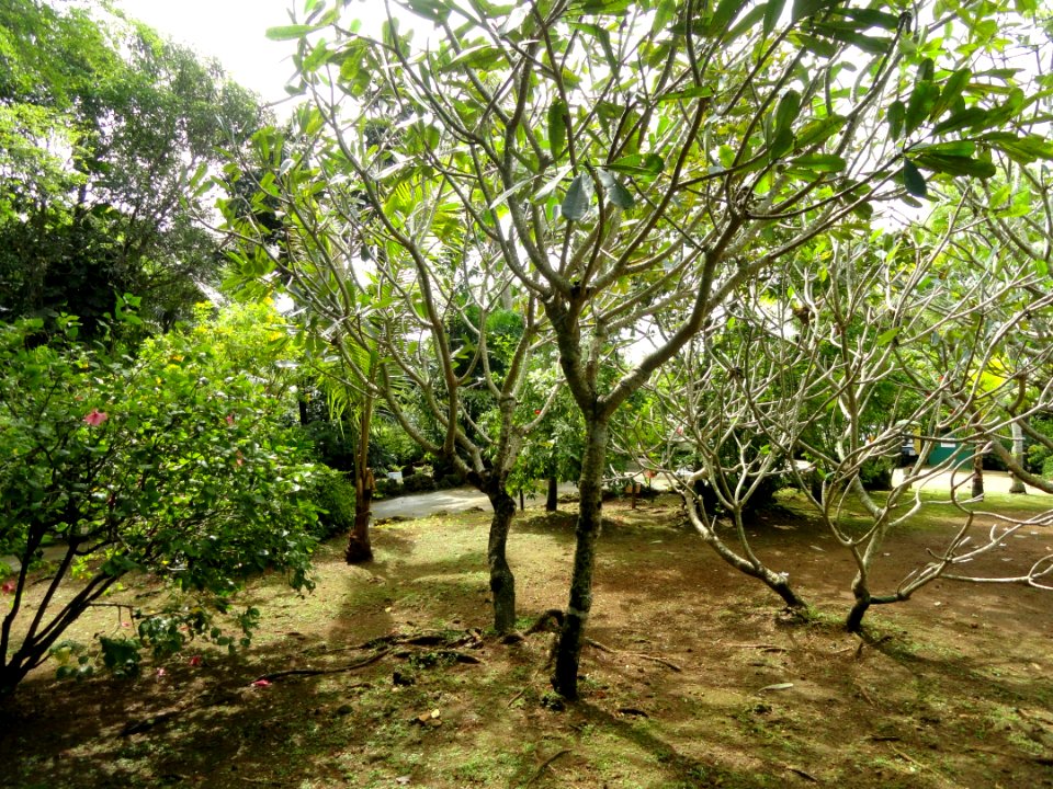 Sankyo Garden - DSC01171