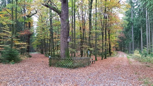 Sankt Vith-Antoniusbaum (3)