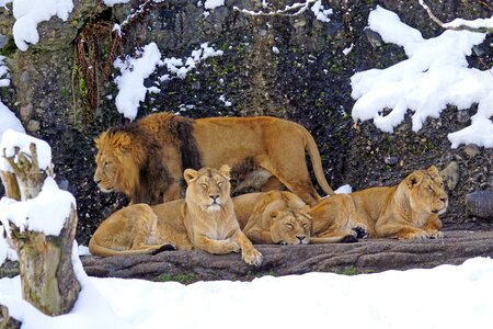 Carnivores mammal winter photo
