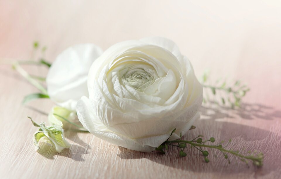 Bloom white white flower