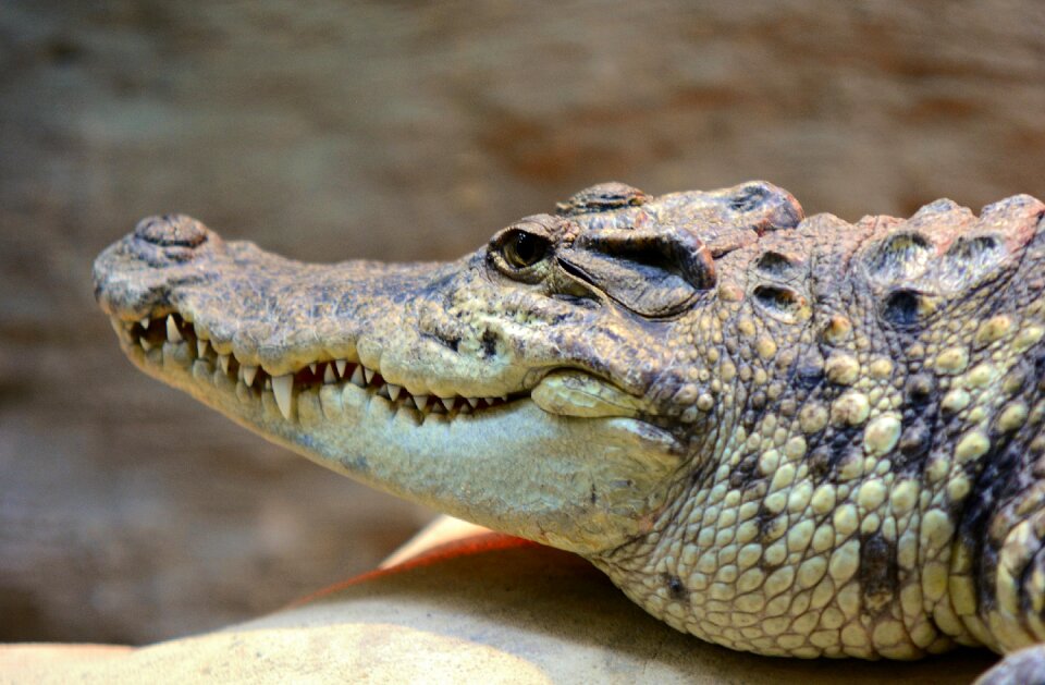 Mouth animal reptile