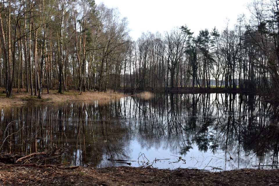 Sande - Weckers Heideteich - Februar 2019