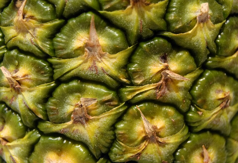Macro wallpaper background