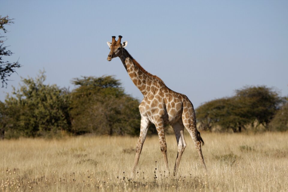 South africa animals wildlife photography