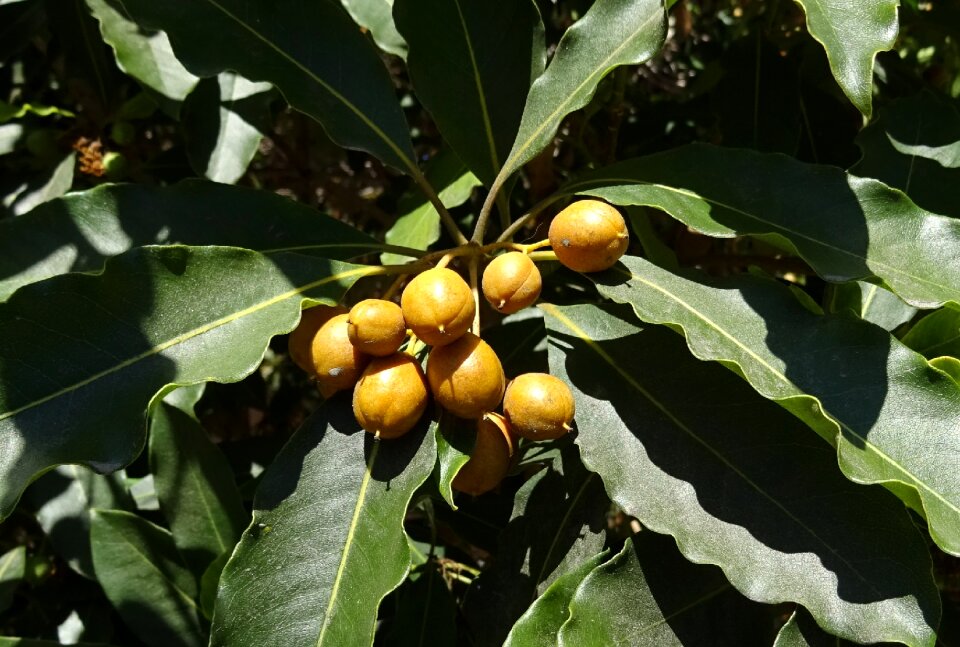 Bullet wood mimusops elengi evergreen