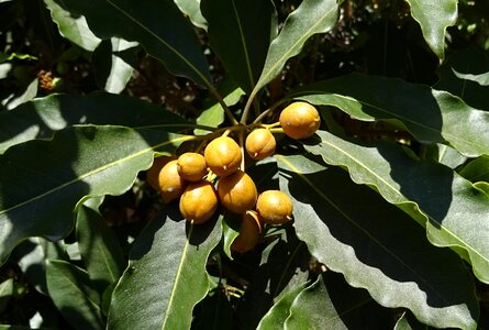 Bullet wood mimusops elengi evergreen