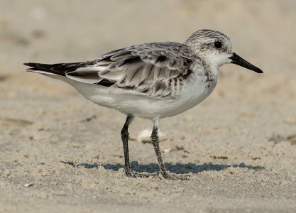 Sanderling (Calidris alba), Amrum