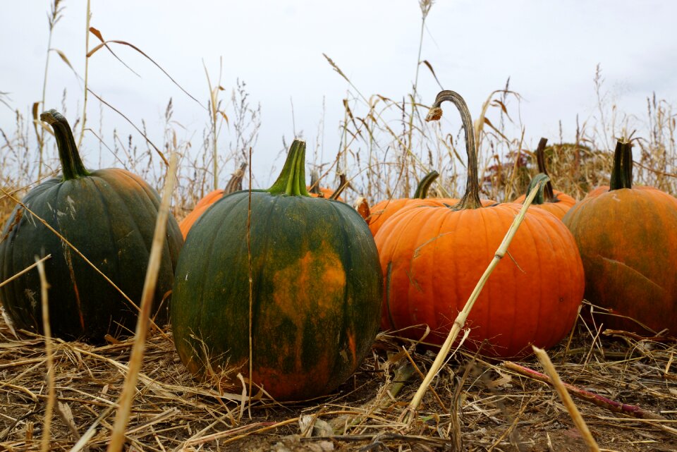 Autumn holiday traditional