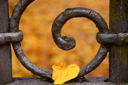 Fall color fall foliage metal