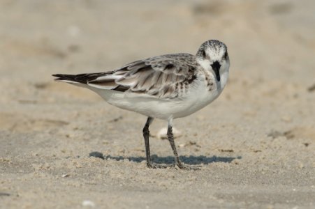 Sanderling (Calidris alba).jpg, Amrum