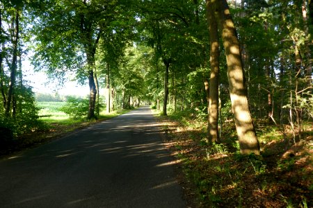 Sande - Klausheider Straße - Lindenallee und Hecke in Dreihausen