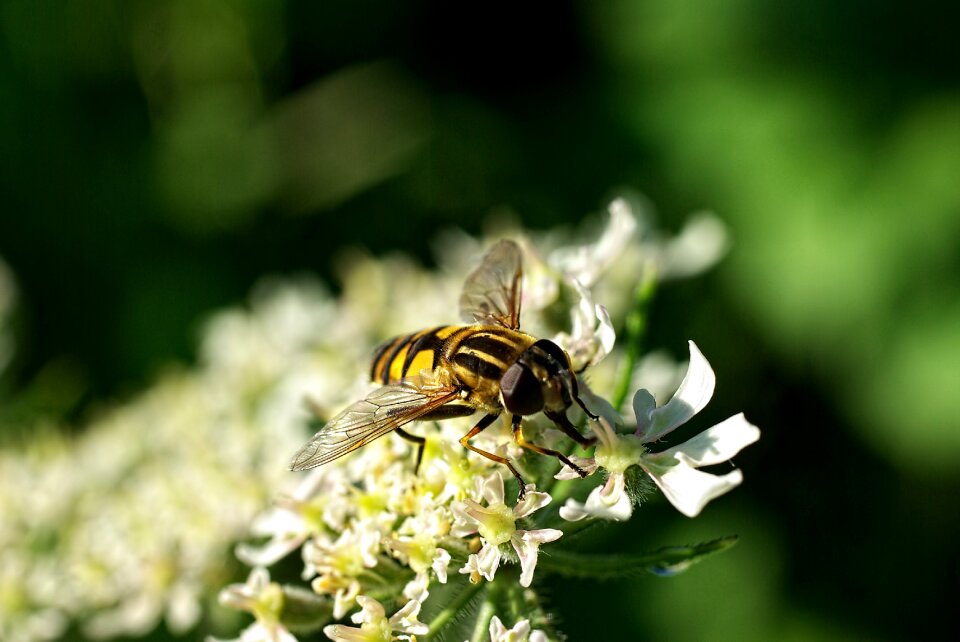 Wings fly flower