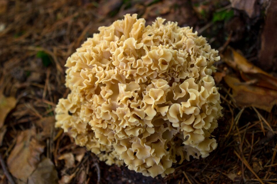 Cauliflower mushroom autumn forest