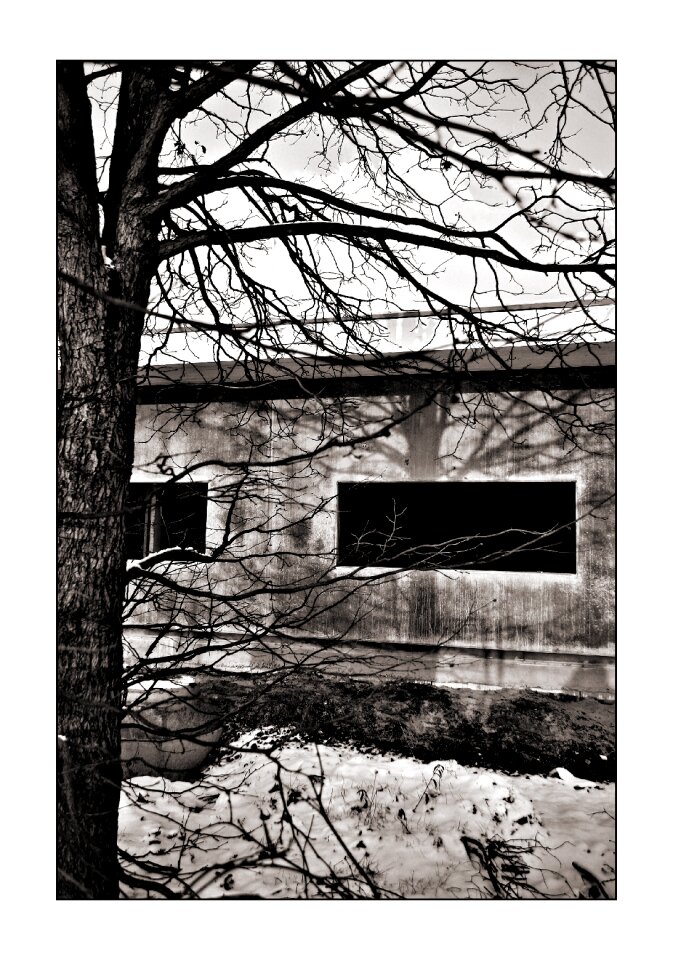 White building tree