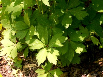 Sanicula gregaria, 2015-05-24, Frick Park, 05