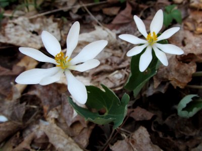 Sanguinaria canadensis, 2021-04-08, Trillium Trail, 04
