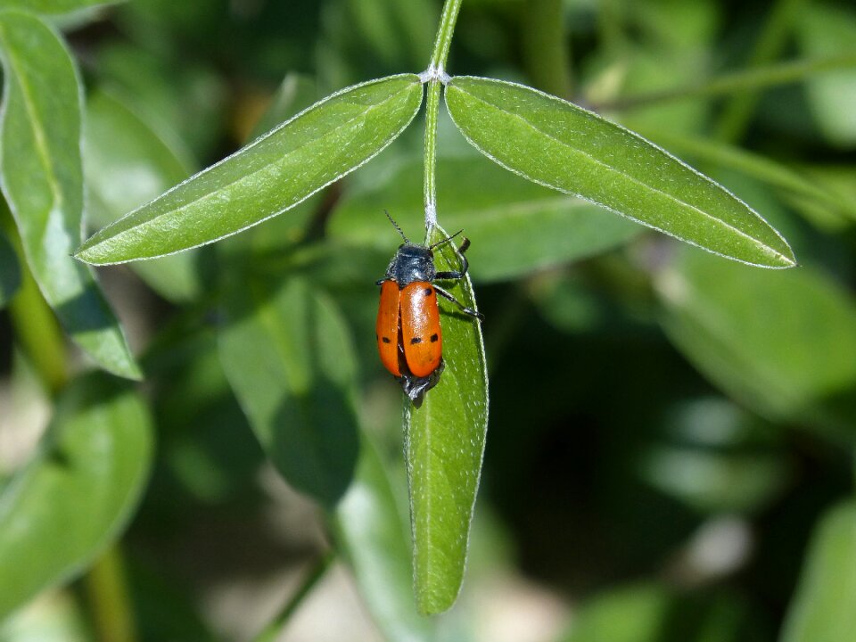 Mylabris quadripunctata detail insect