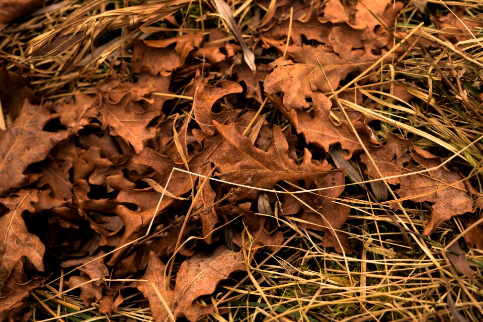 Leaf macro forest