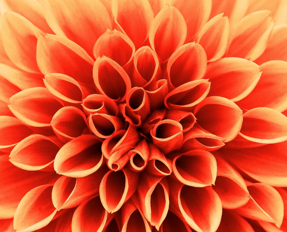 Flower garden ornamental flower dahlia garden