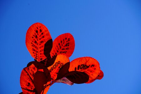 Red pattern cotinus