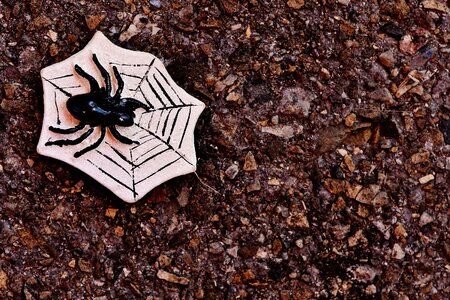 Spider cobweb creepy
