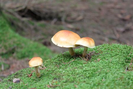Close up tree fungus forest mushrooms photo