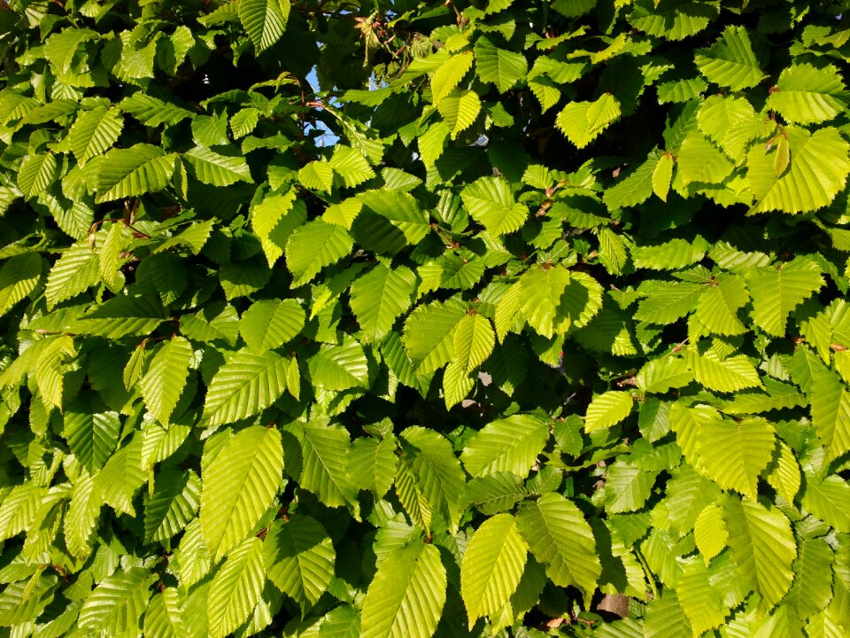 Green fresh nature