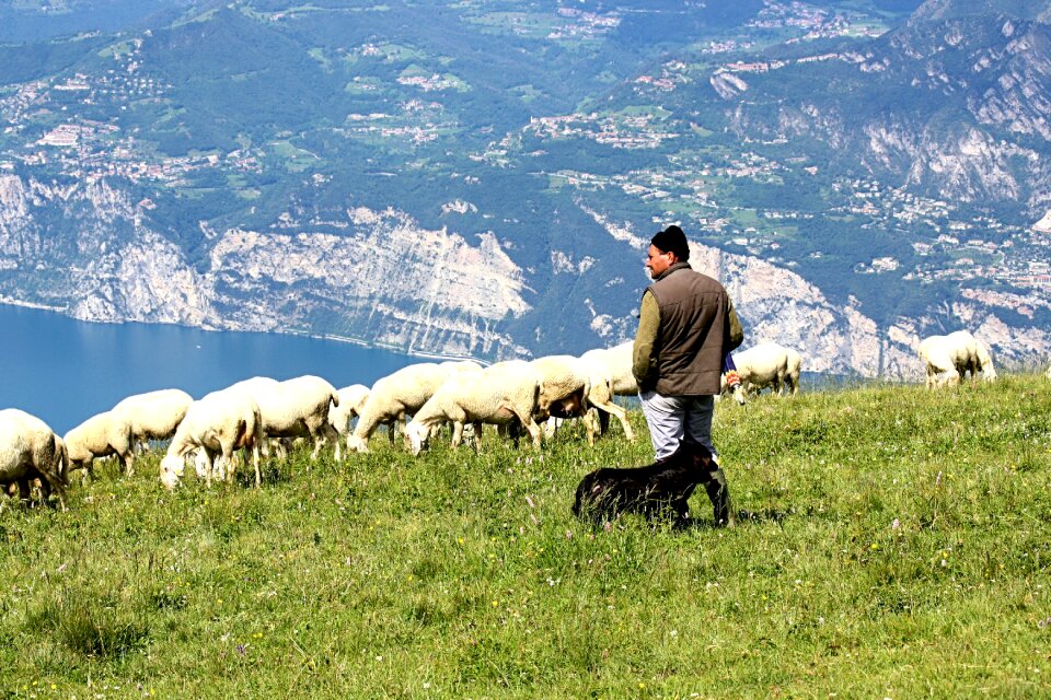 Schäfer flock of sheep lake garda italy