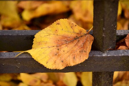 Transience metal leaf on metal photo