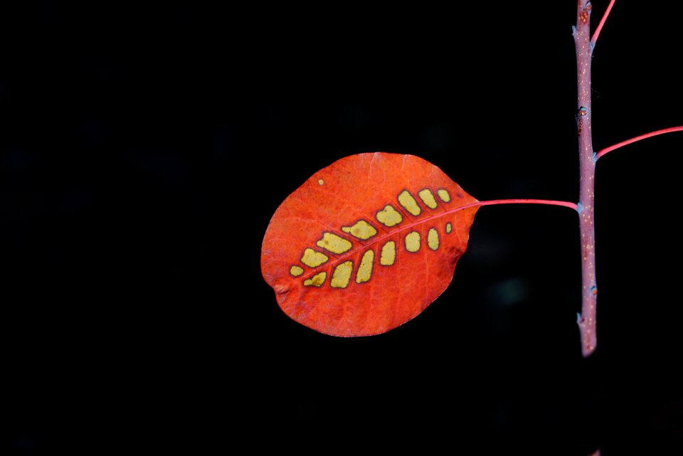 Leaves fall foliage red