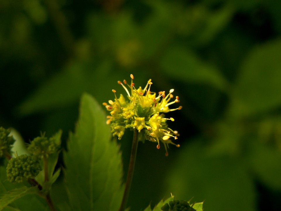 Sanicula gregaria, 2015-05-24, Frick Park, 01