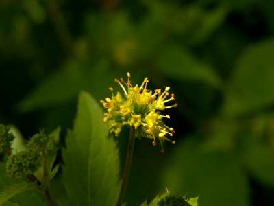 Sanicula gregaria, 2015-05-24, Frick Park, 01