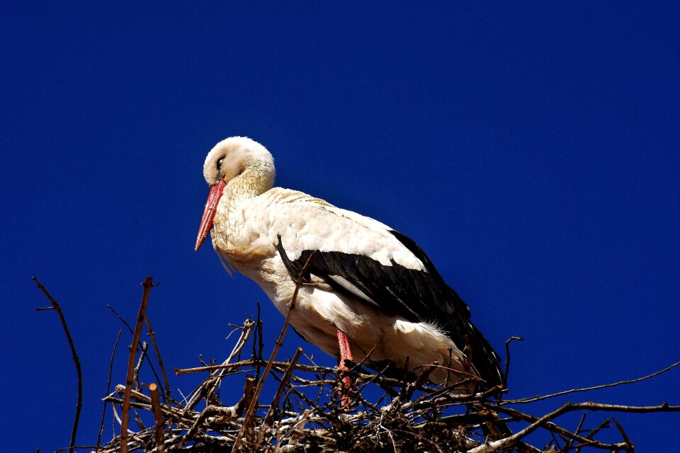 Bird white stork plumage