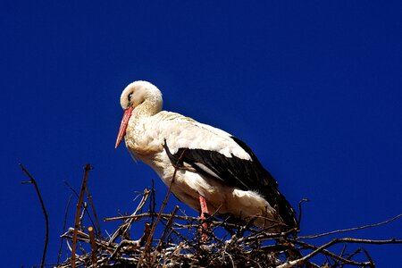 Bird white stork plumage photo