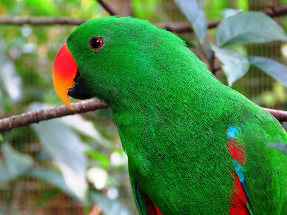 Cute bird green parrot red nose