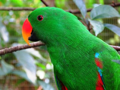 Cute bird green parrot red nose