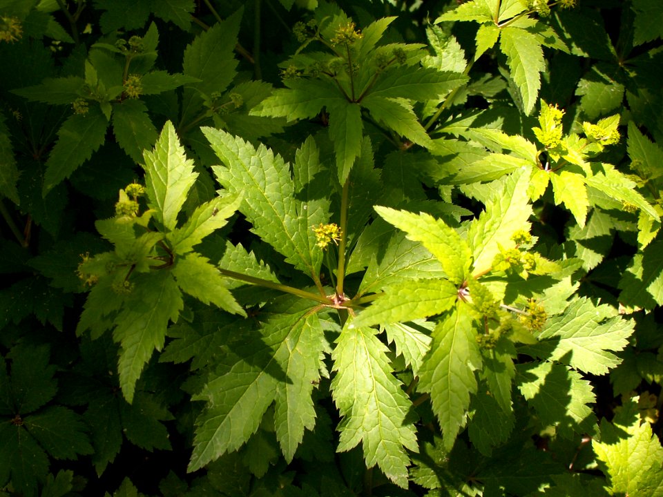 Sanicula gregaria, 2015-05-24, Frick Park, 03