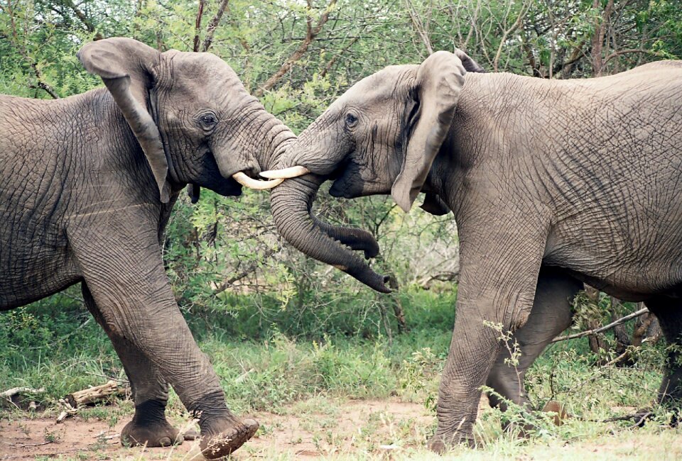 Animal play kruger national park