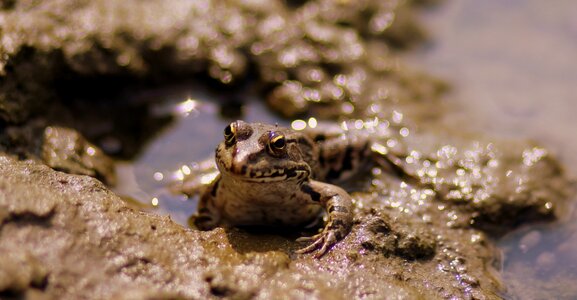Water green amphibian