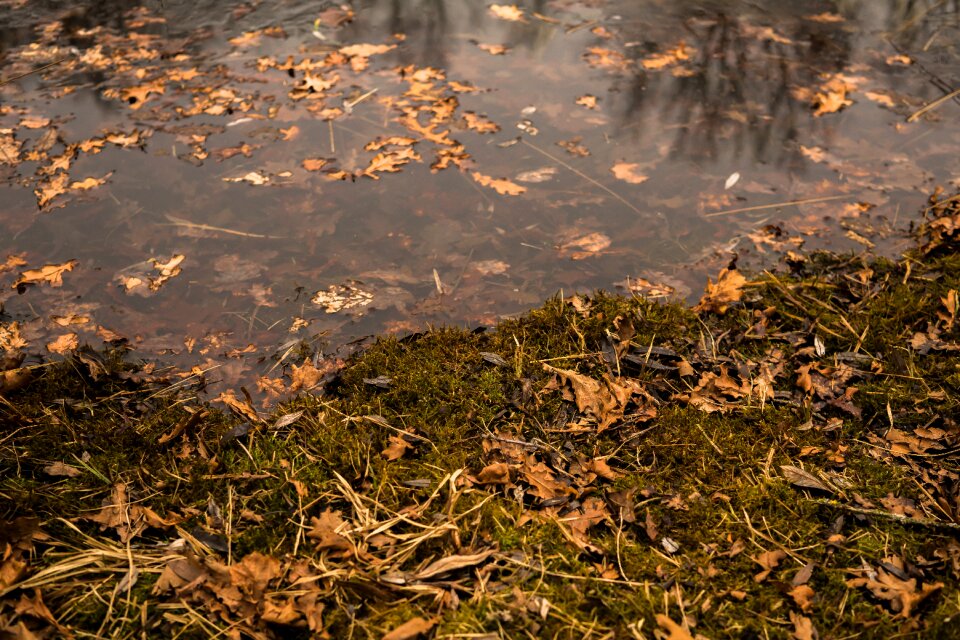 Nature lake mirroring