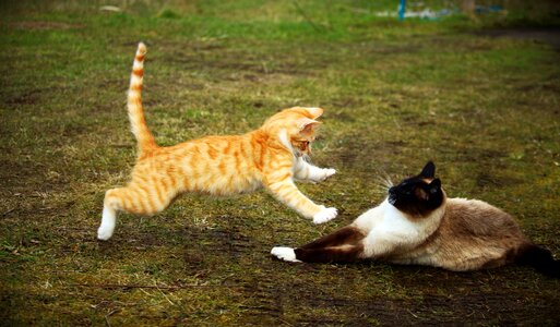 Red cat siamese cat play