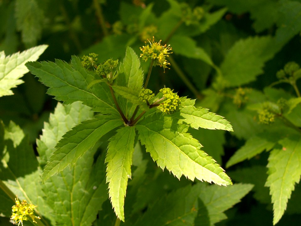 Sanicula gregaria, 2015-05-24, Frick Park, 02
